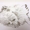 monotype