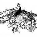 "Conquêtes" linogravure 30x40 cm. 2007